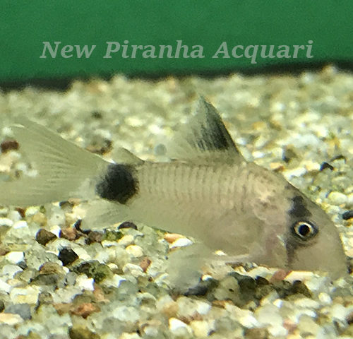 Corydoras panda - New Piranha Acquari - Gravina di Catania